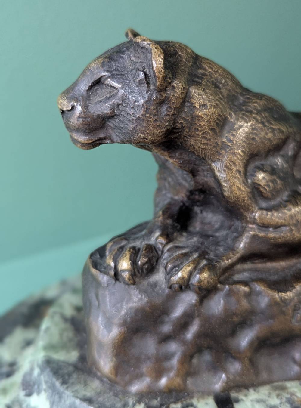 Panthère de Tunis 4